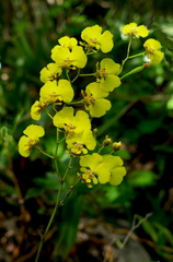 	Tolumnia urophylla	