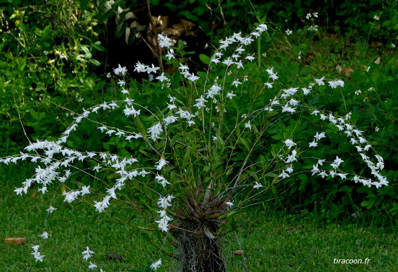 	Dendrobium crumenatum