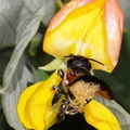 	Megachile rufipennis	
