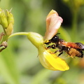 	Megachile rufipennis	