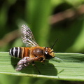	Megachile lanata	