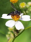 	Coelioxys rufipes	