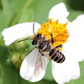 	Megachile vitraci	