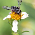 	Coelioxys rufipes	