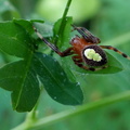 	Eriophora ravilla