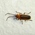 	Tylocerus maculicornis