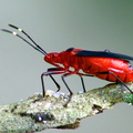 	Punaise	