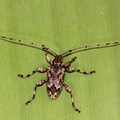 	Amniscus similis	