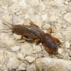 Insectes divers