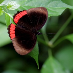 Papillon Nymphale de l'Ortie