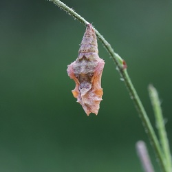 NymphaleOrtie