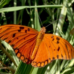 Papillon Nacré