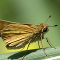 	Hylephila phyleus phyleus	