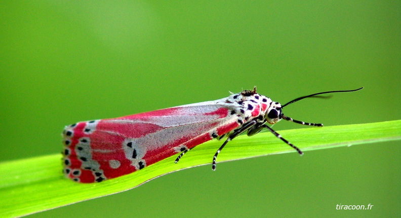 	Utetheisa ornatrix	