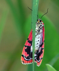 	Utetheisa ornatrix	
