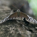 	Hamadryas amphichloe diasia