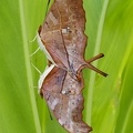 	Marpesia petreus damicorum