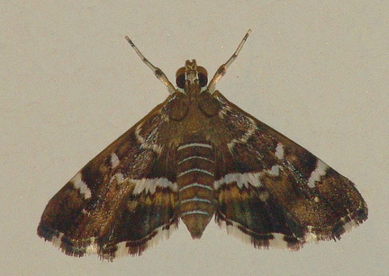 	Hymenia perspectalis Hübner	