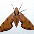 	Protambulyx strigilis	
