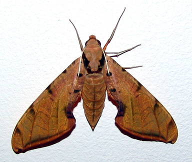 	Protambulyx strigilis	