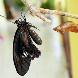 Papillon Trèfle Caraïbe