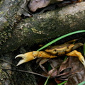 	Crabe cirique	