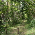 	Forêt de Montravail	