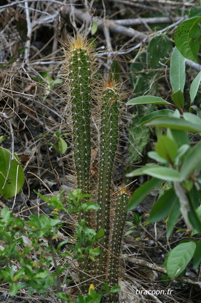 	Cactus	