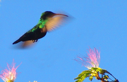 Colibri de Guadeloupe : les oiseaux de l'ile - Rent a Car