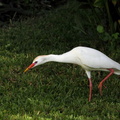 	Bubulcus ibis	