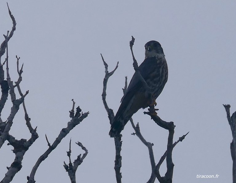 	Falco columbarius