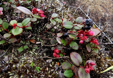 	Gaultheria domingensis 