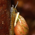 	Pleikocheilus aurissileni	