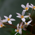 	Begonia pensilis	