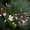 	Begonia vincentiana	