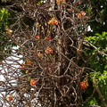	Couroupita guianensis	