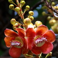 	Couroupita guianensis	
