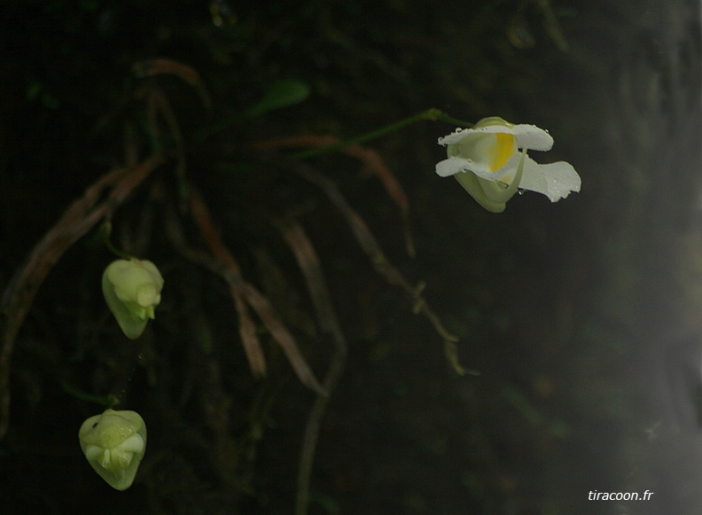 	Utricularia sp.	