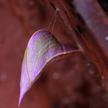 	Phoebis sennae sennae	