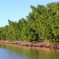 	Rhizophora mangle