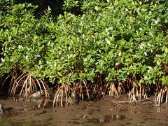 	Rhizophora mangle