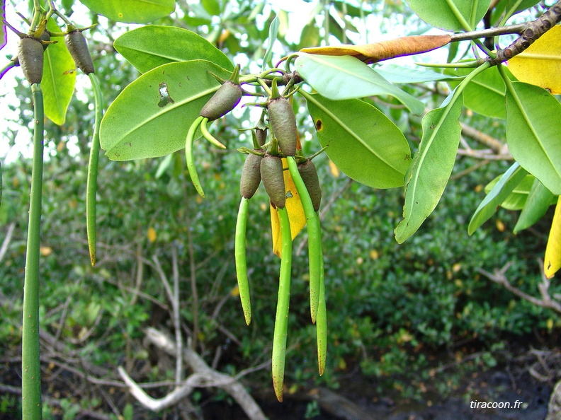 	Fruit du palétuvier	