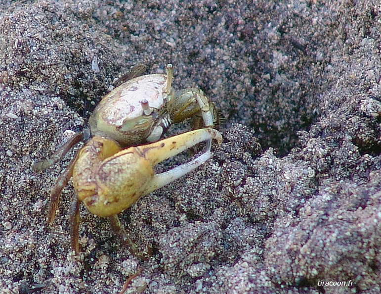 	Crabe sémafot	