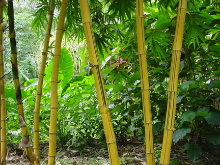 	Bambou	