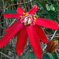 	Passiflora	