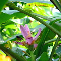 	Bananier fleur	
