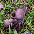 	Crabe de terre	