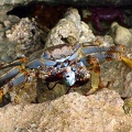 	Crabe de mer Zagaya	