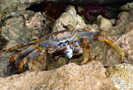 	Crabe de mer Zagaya	