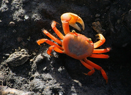 	Crabe Touloulou	